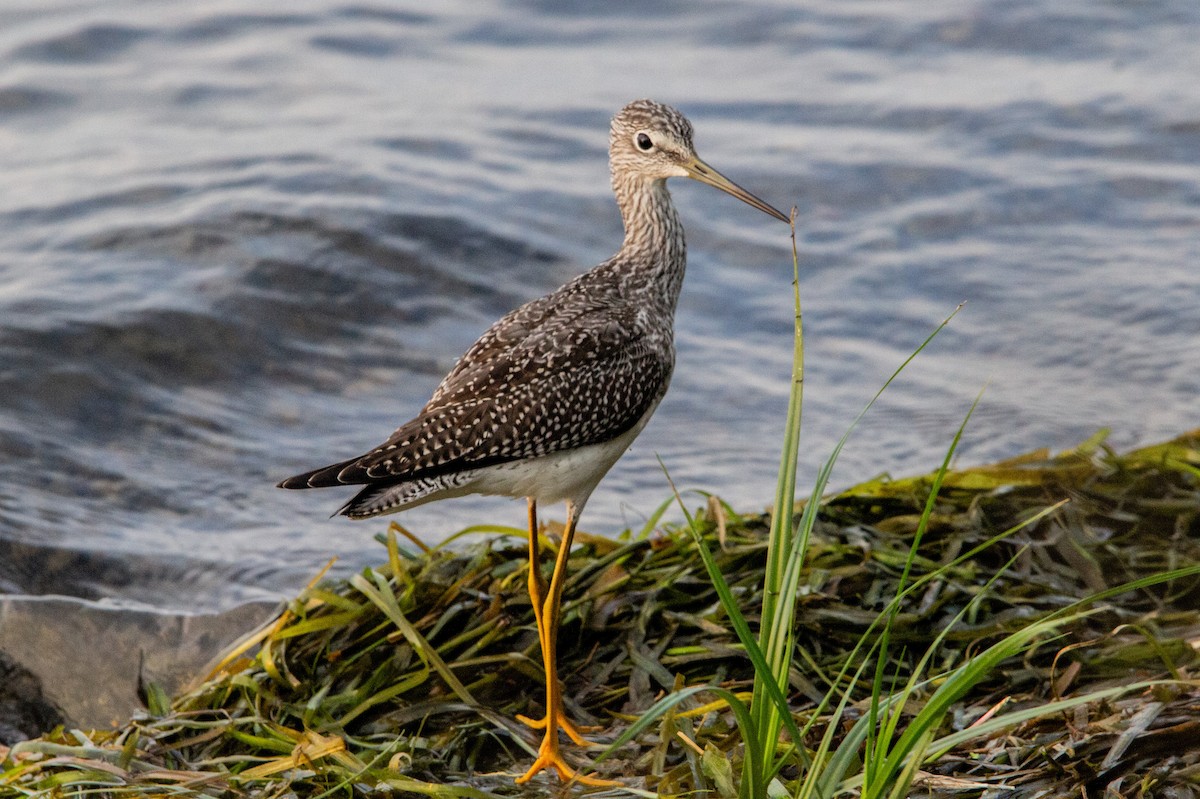 Greater Yellowlegs - ML609208182