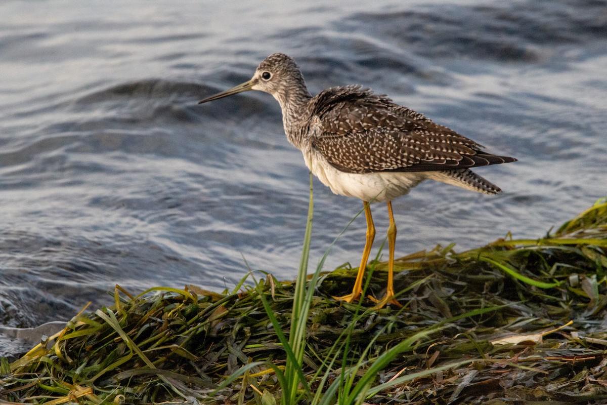 Greater Yellowlegs - ML609208184