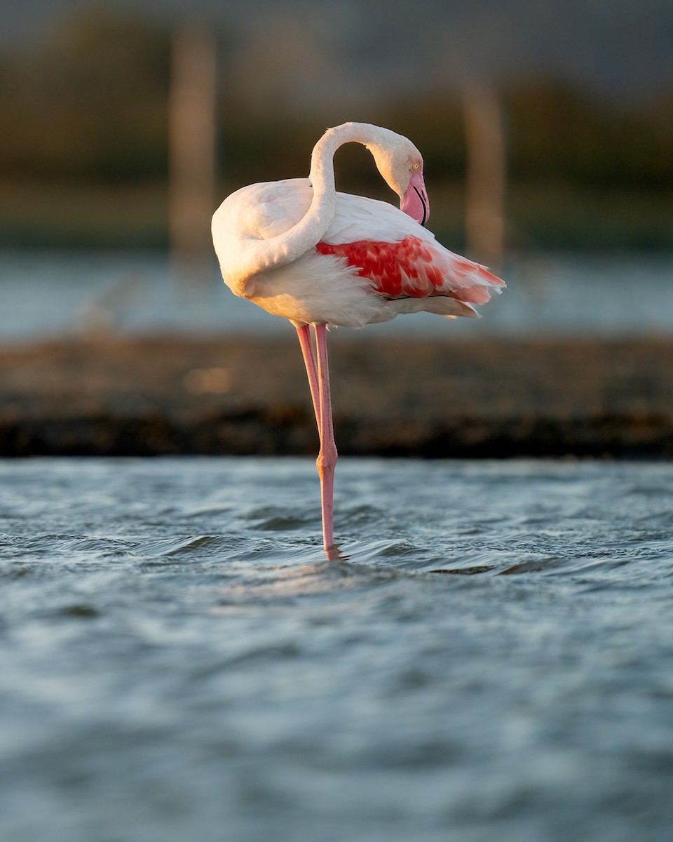 Greater Flamingo - Ertuğrul Divlecen