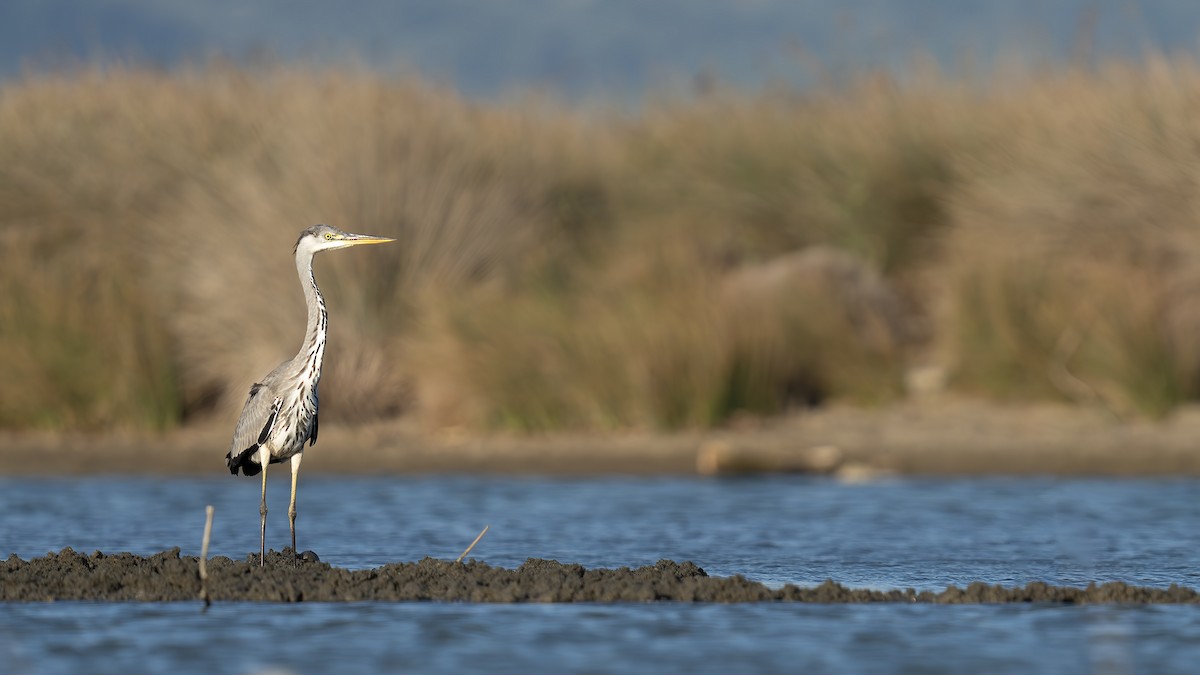 Gray Heron - ML609208228