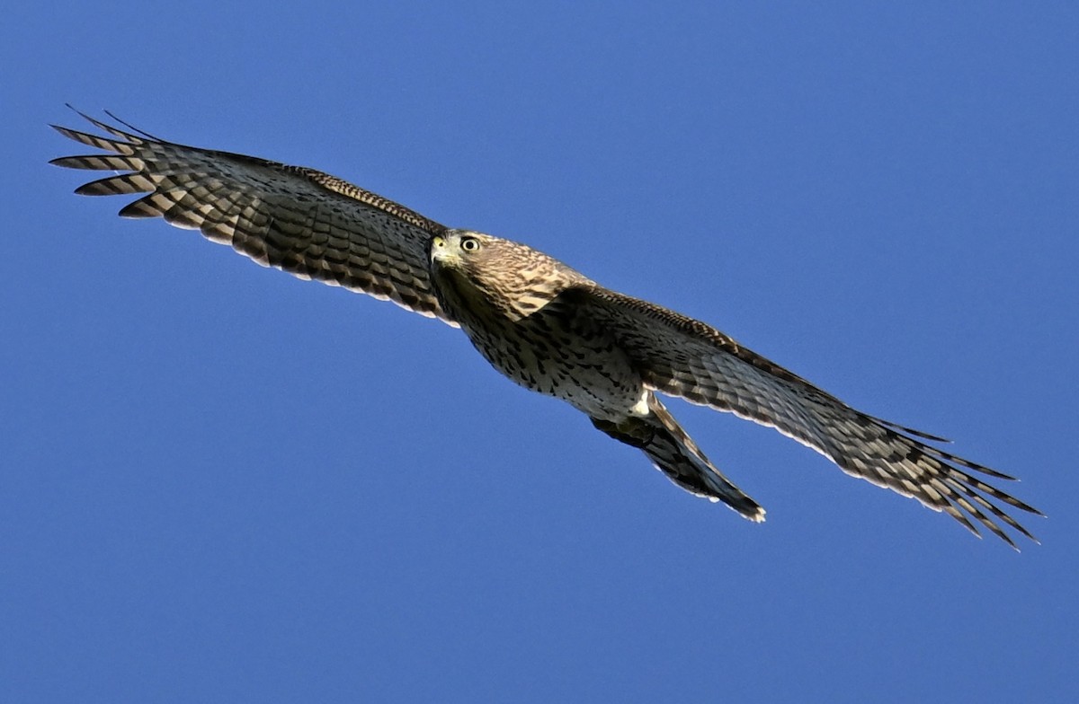 Cooper's Hawk - ML609208279