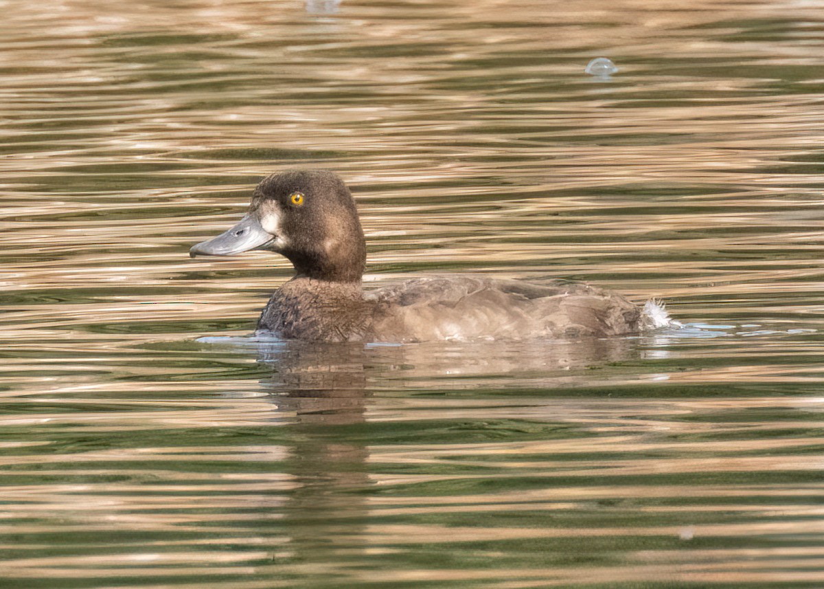 Lesser Scaup - Luc Tremblay