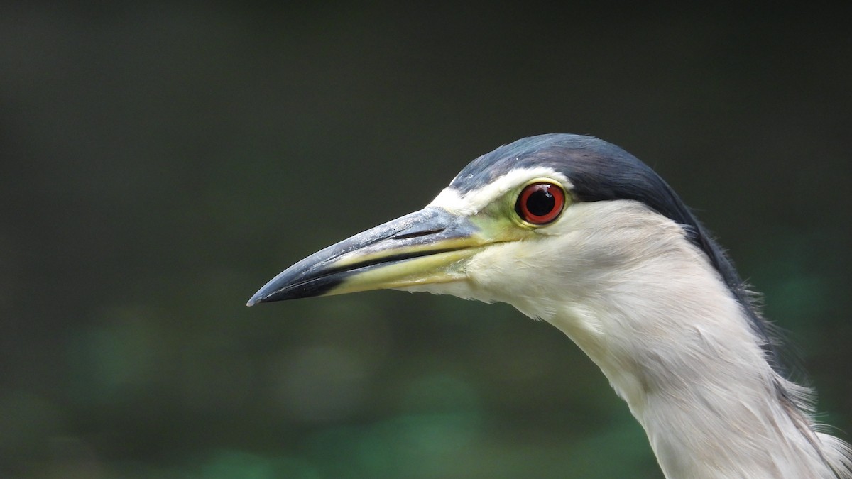 Black-crowned Night Heron - ML609208303