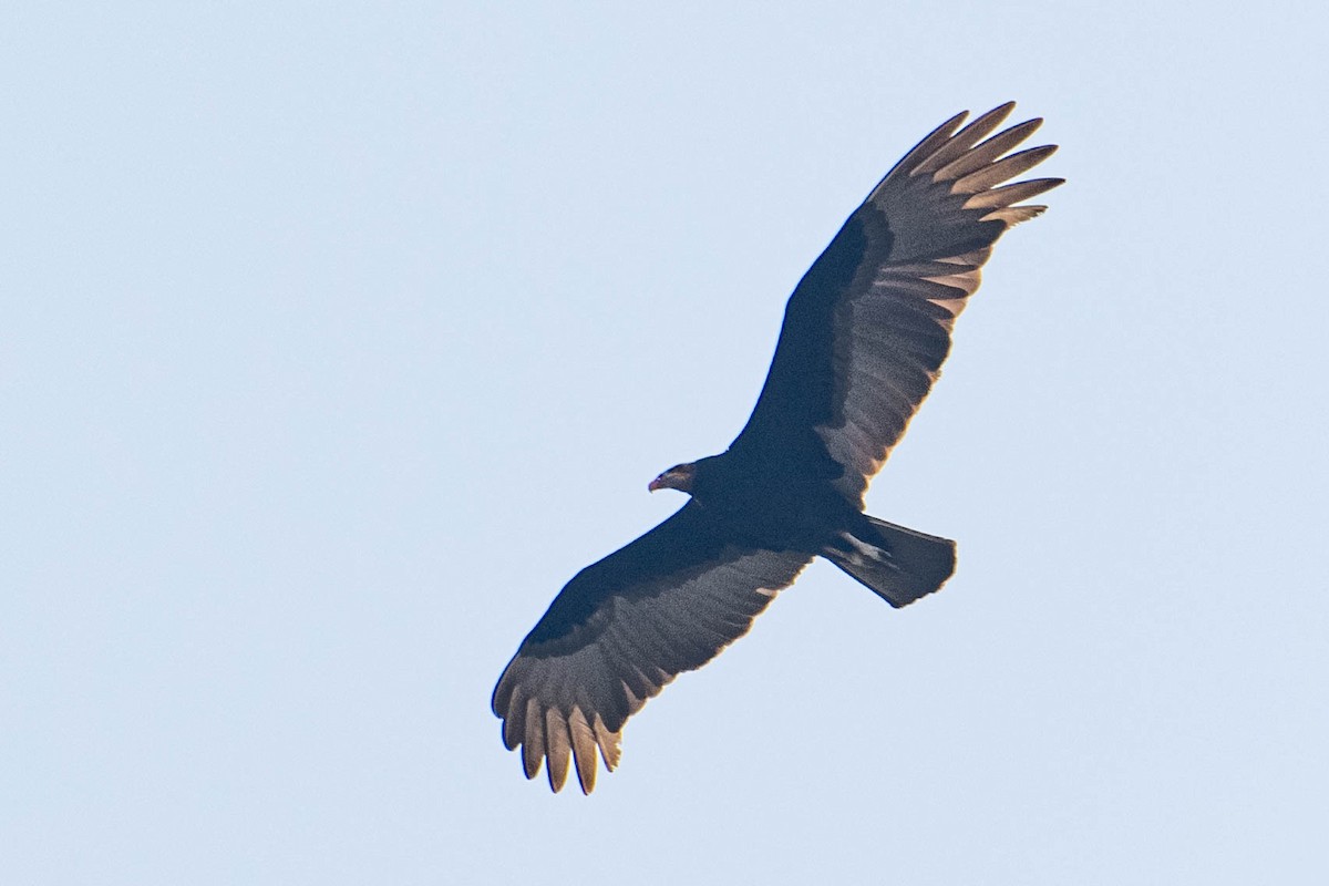 Lesser Yellow-headed Vulture - ML609208339