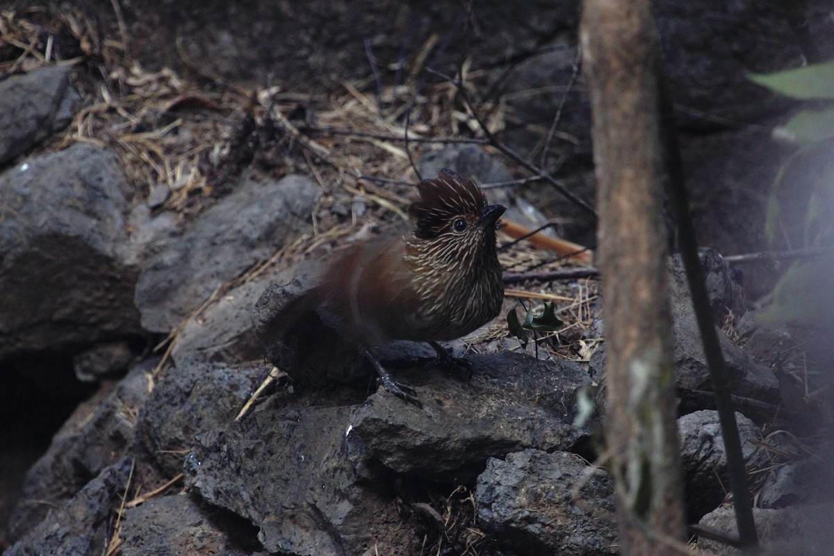 Striated Laughingthrush - ML609208341