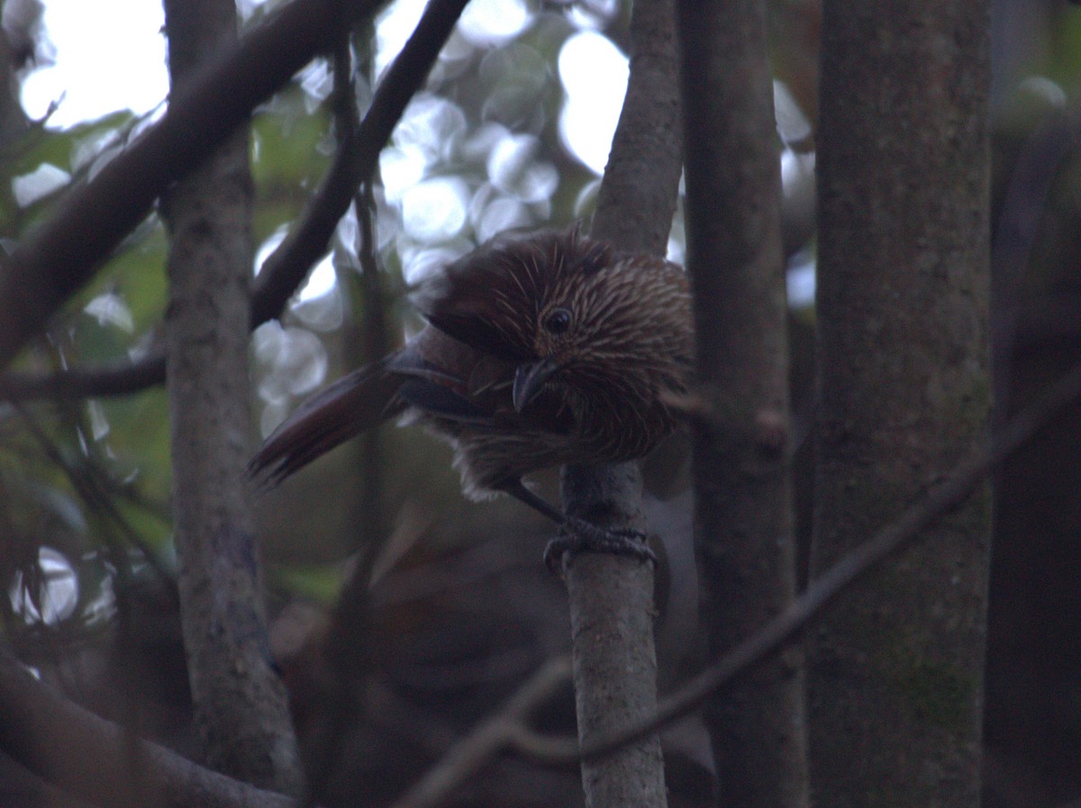 Striated Laughingthrush - ML609208342