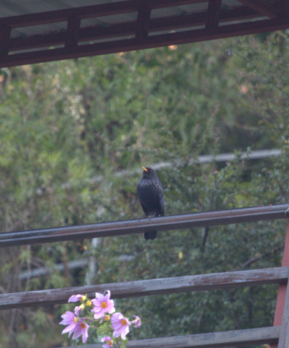 Blue Whistling-Thrush - PARTH PARIKH🦚