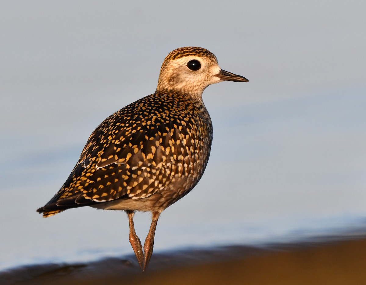 American Golden-Plover - ML609208405