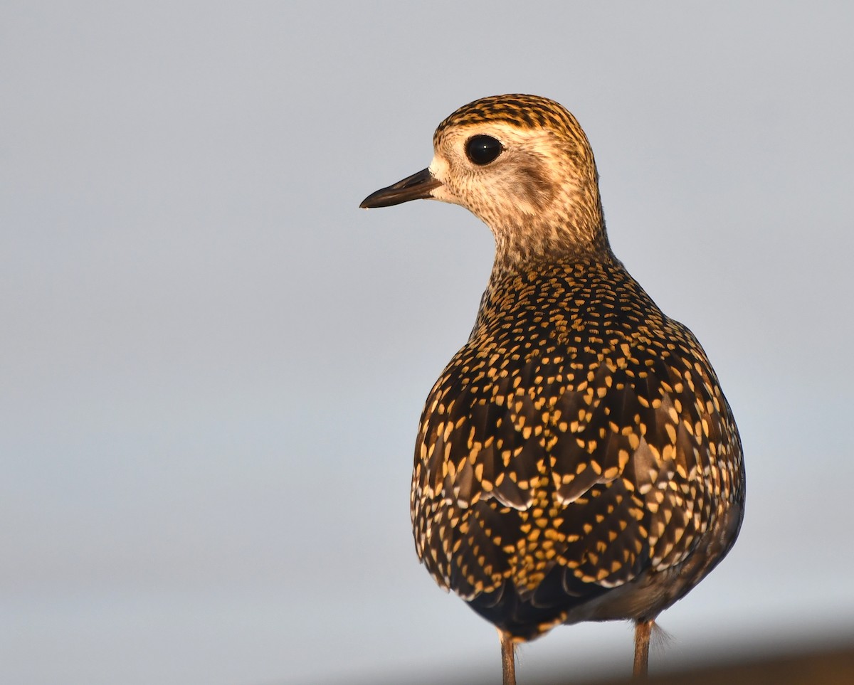 American Golden-Plover - Stéphane Barrette