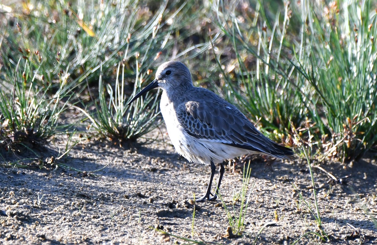 Dunlin - Stéphane Barrette