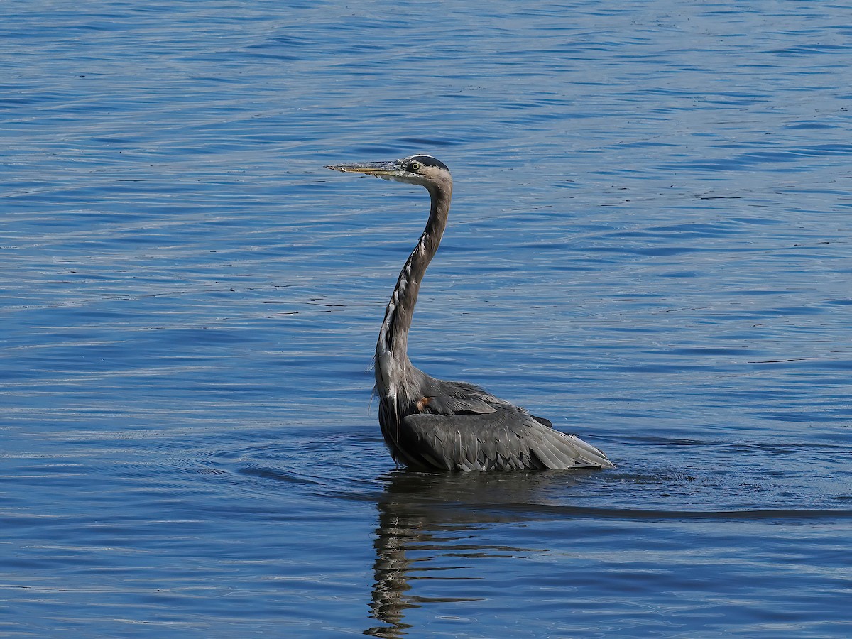 Great Blue Heron - ML609208544