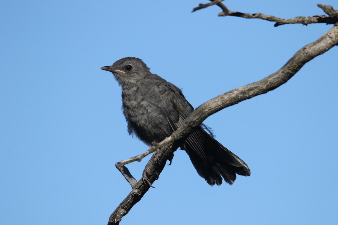 Gray Catbird - ML609208635