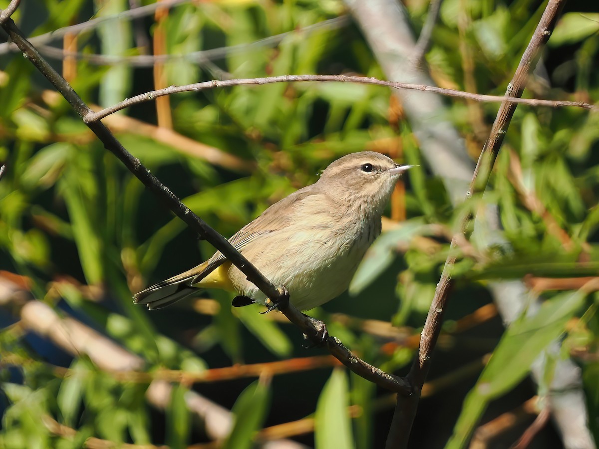 Palm Warbler - ML609208677