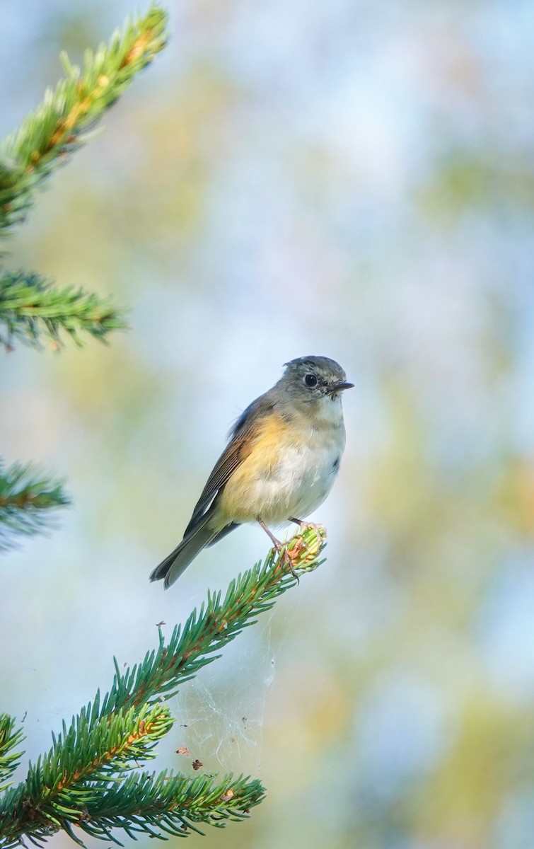 Red-flanked Bluetail - ML609208691