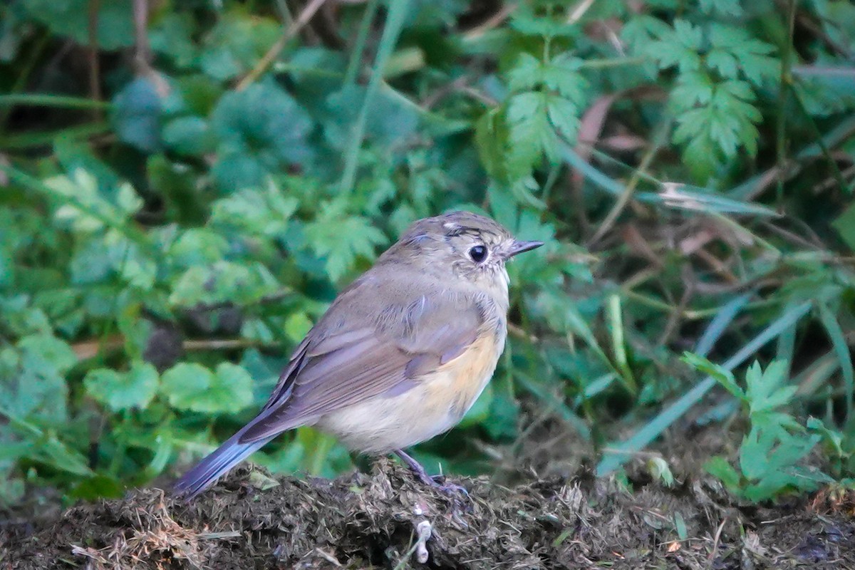 Red-flanked Bluetail - ML609208692