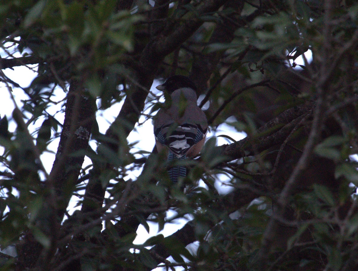 Black-headed Jay - PARTH PARIKH🦚