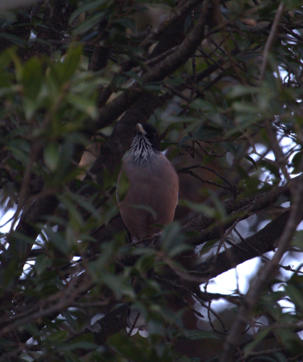 Black-headed Jay - ML609208727