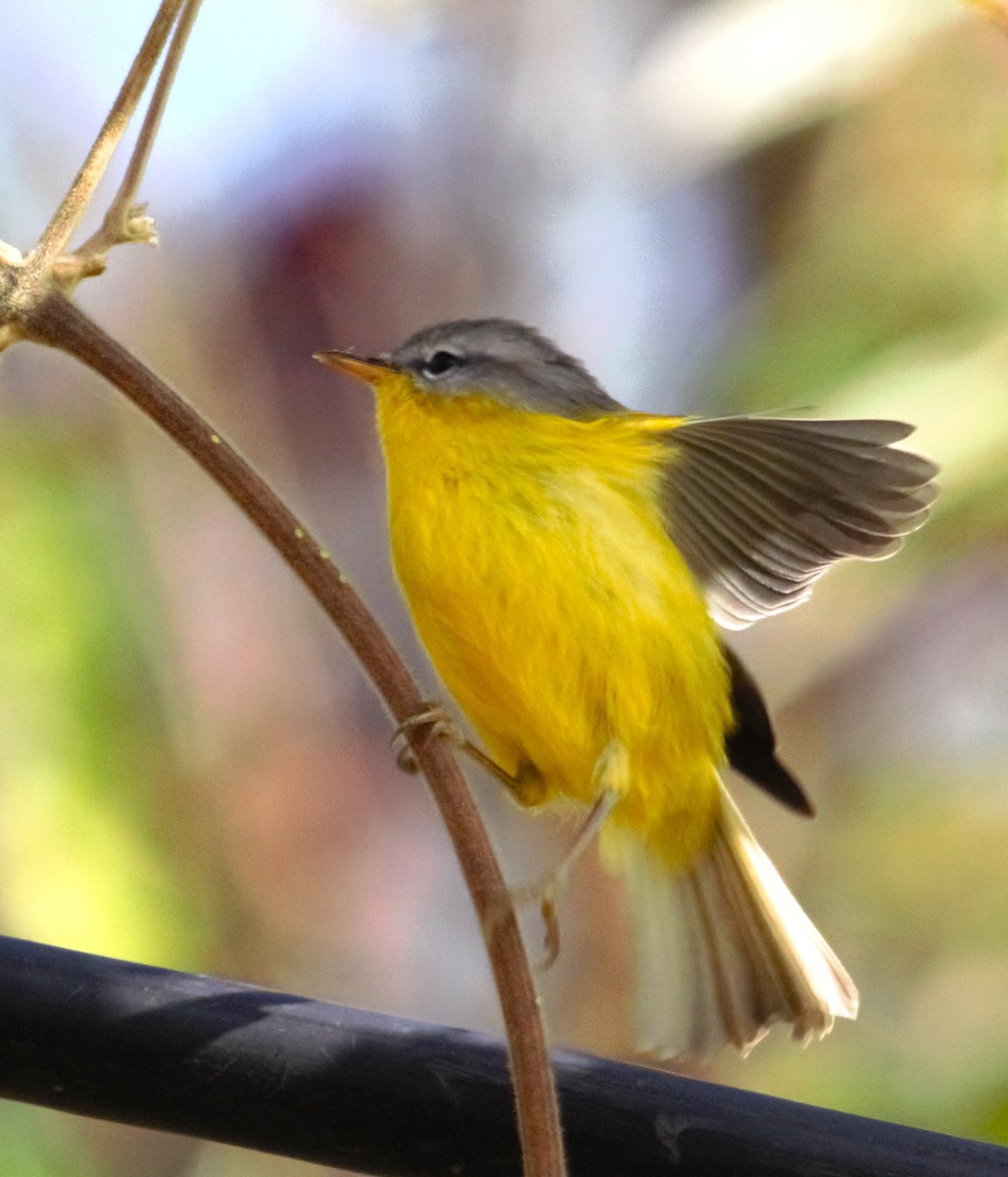 Gray-hooded Warbler - PARTH PARIKH