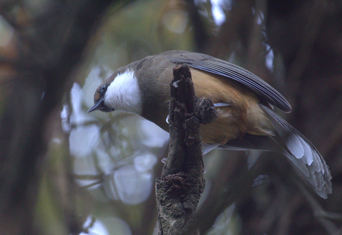 White-throated Laughingthrush - PARTH PARIKH