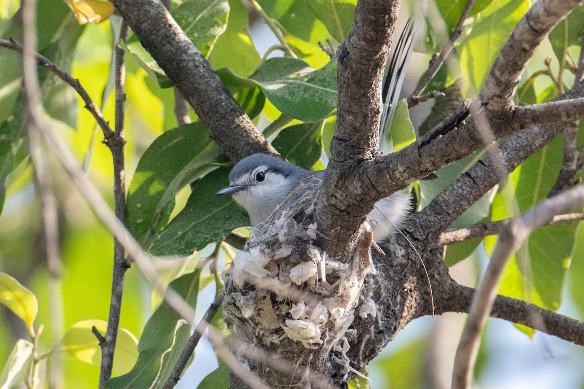 Masked Gnatcatcher - Nancy Christensen