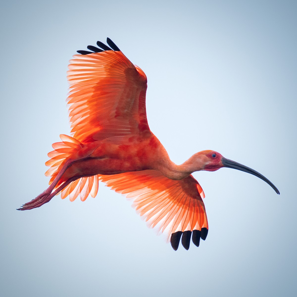 Scarlet Ibis - Padu Franco