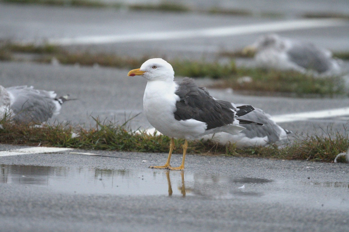 Lesser Black-backed Gull - ML609209127