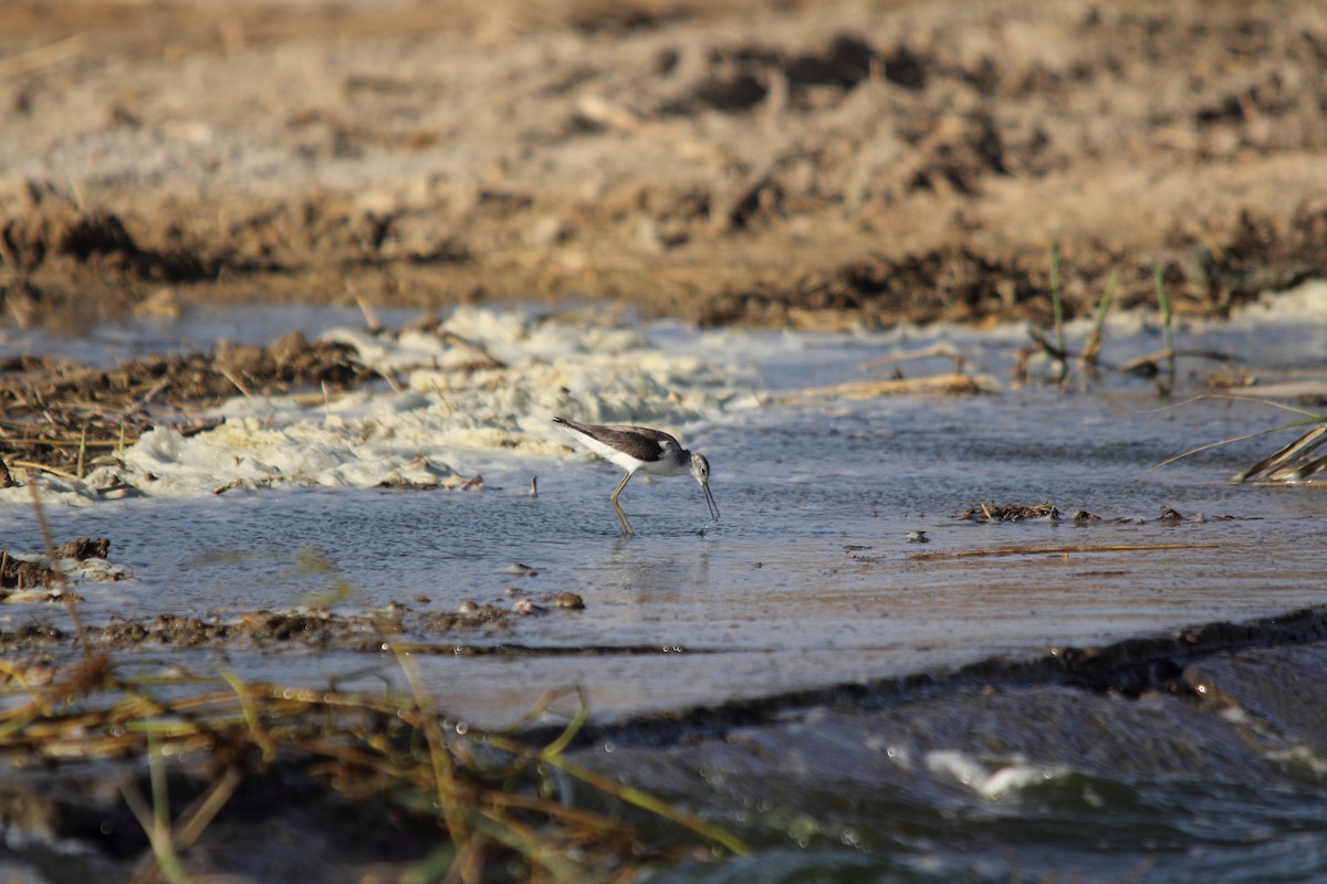 Marsh Sandpiper - ML609209146