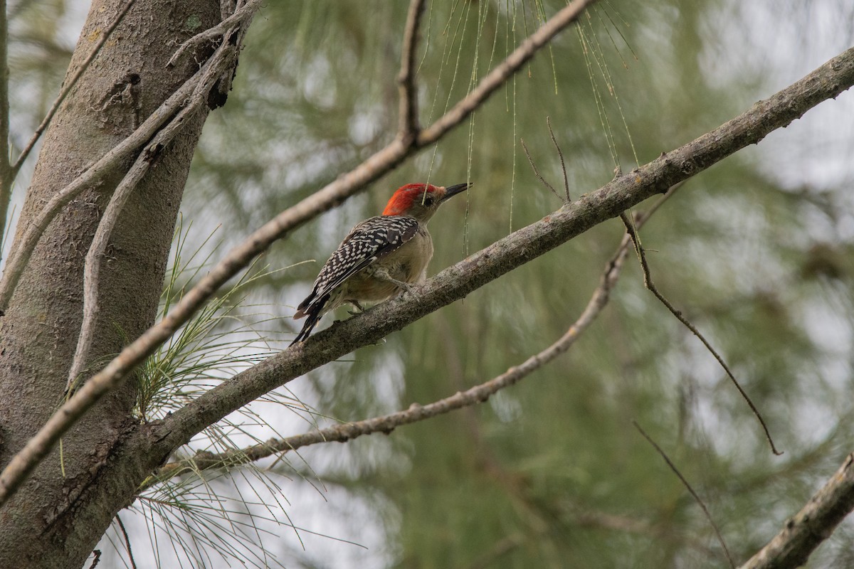 Red-bellied Woodpecker - ML609209181