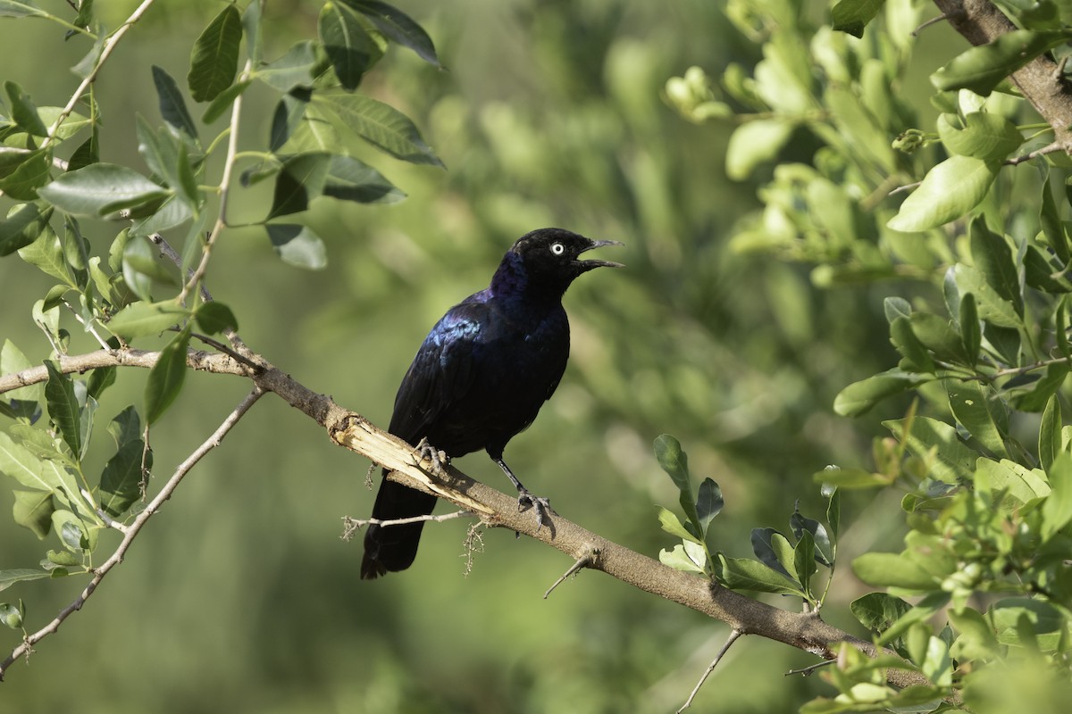 Rüppell's Starling - Per Smith