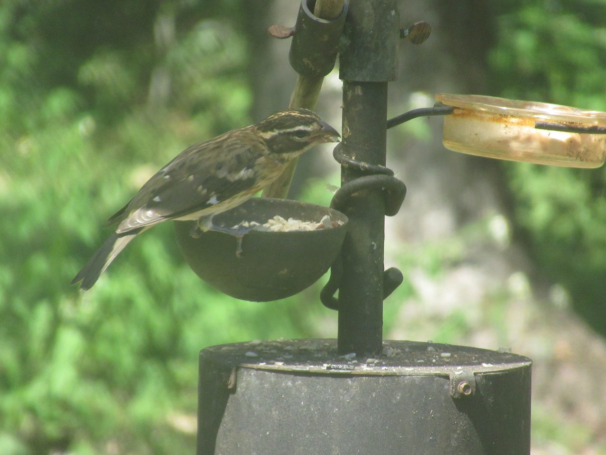 Rose-breasted Grosbeak - ML609209292