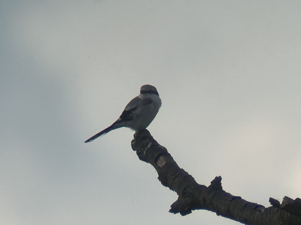 Great Gray Shrike - ML609209293