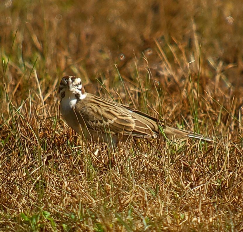 Lark Sparrow - Ritch Lilly