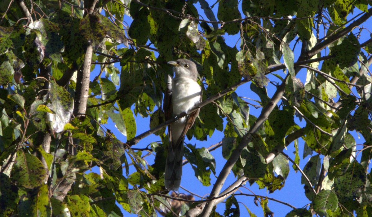 Yellow-billed Cuckoo - ML609209397
