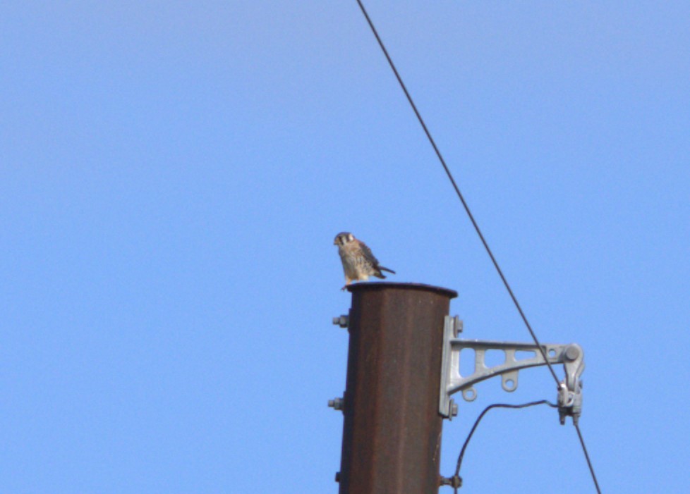 American Kestrel - ML609209415