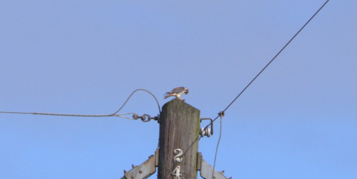 American Kestrel - ML609209416
