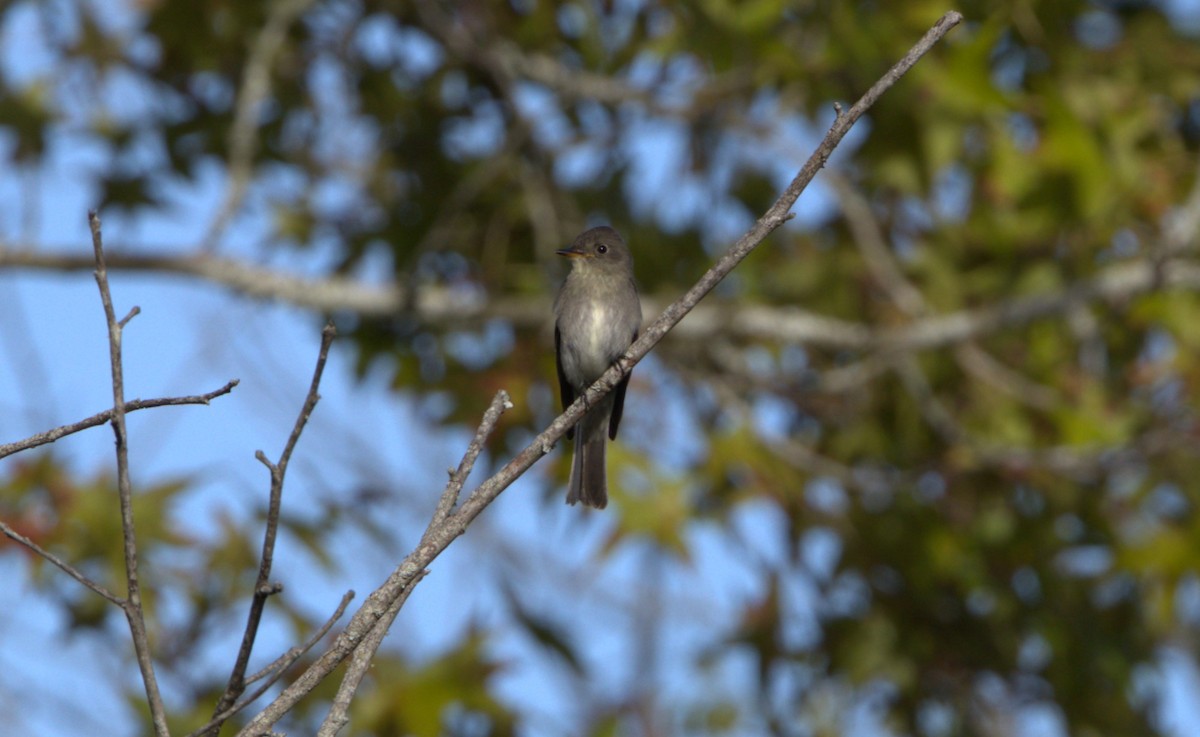 Eastern Wood-Pewee - ML609209433