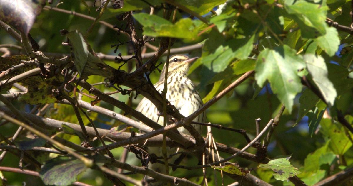 Northern Waterthrush - ML609209448