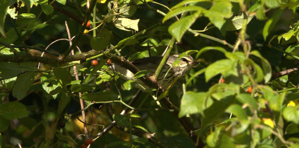 Northern Waterthrush - ML609209449