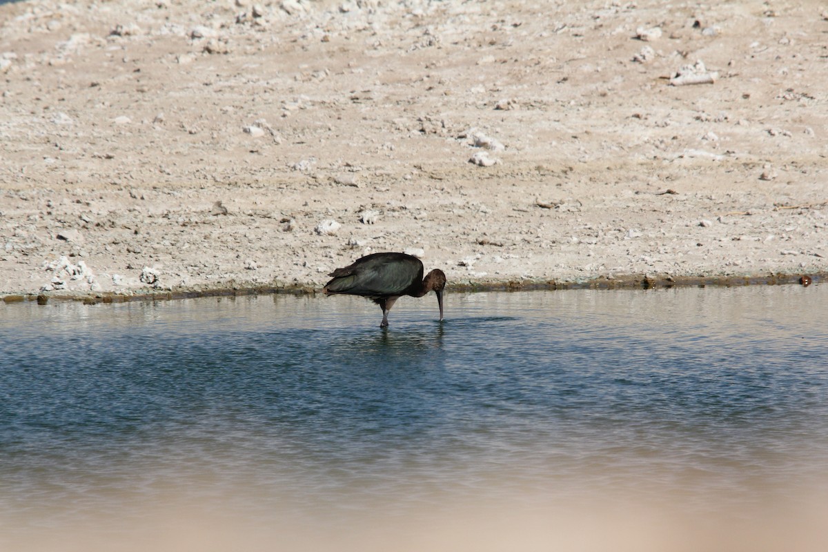 ibis hnědý - ML609209455