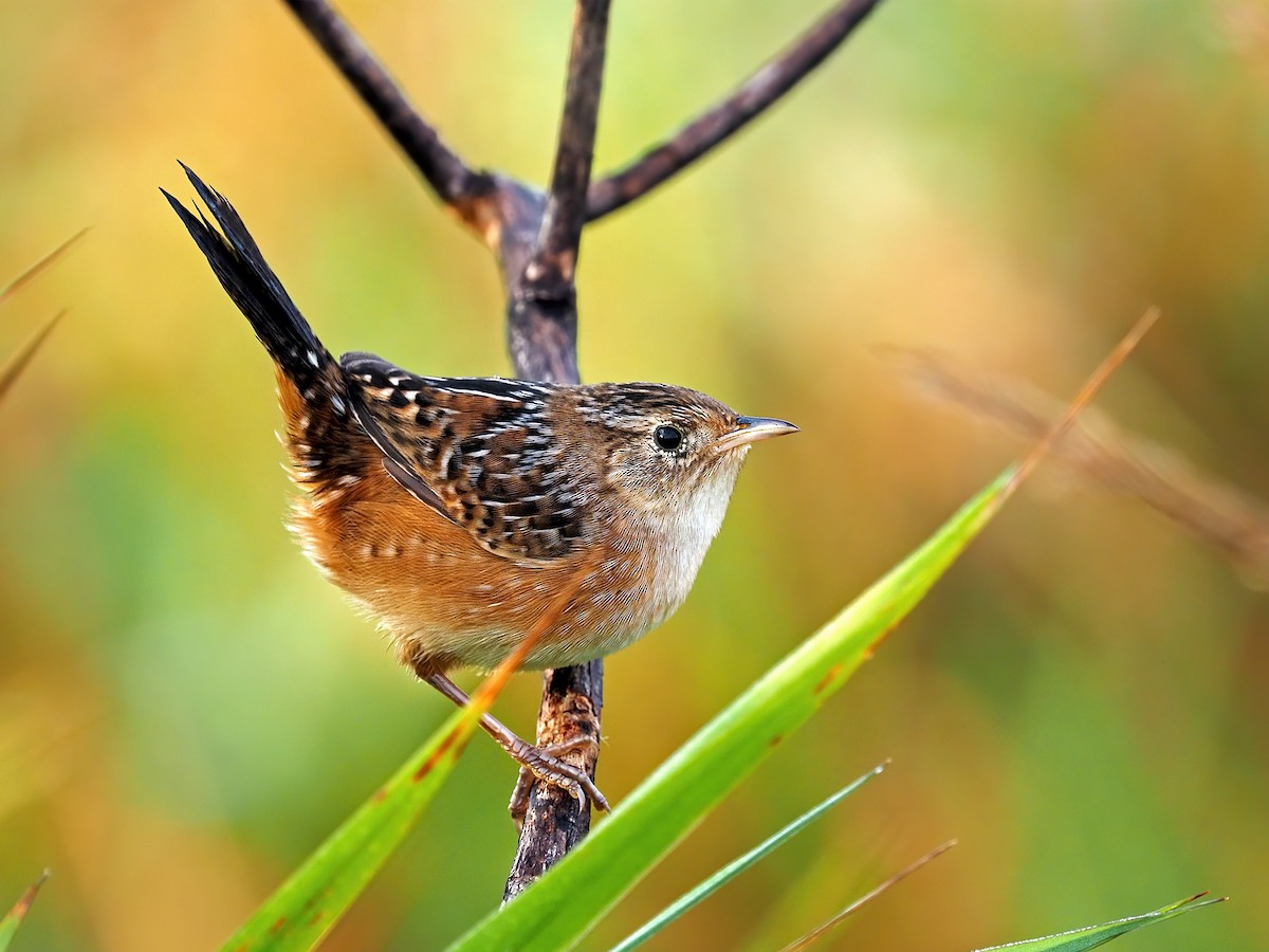 Sedge Wren - ML609209504