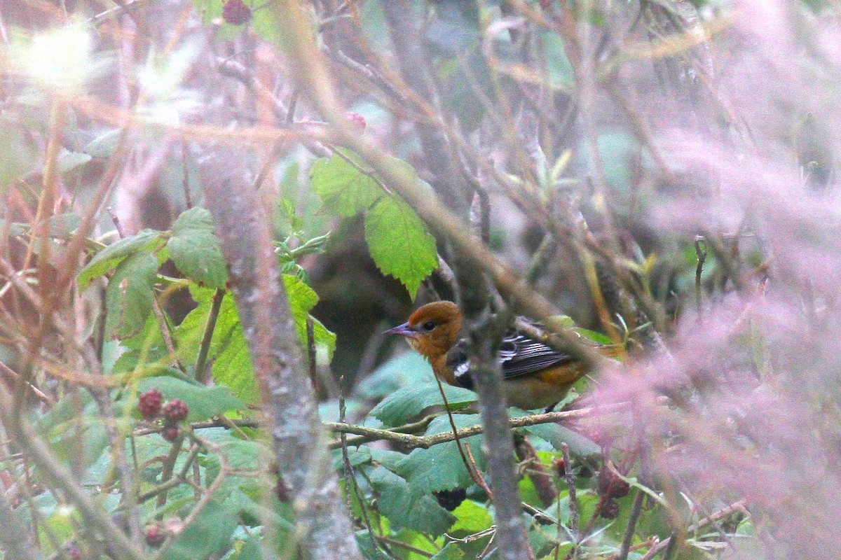 Baltimore Oriole - ML609209531