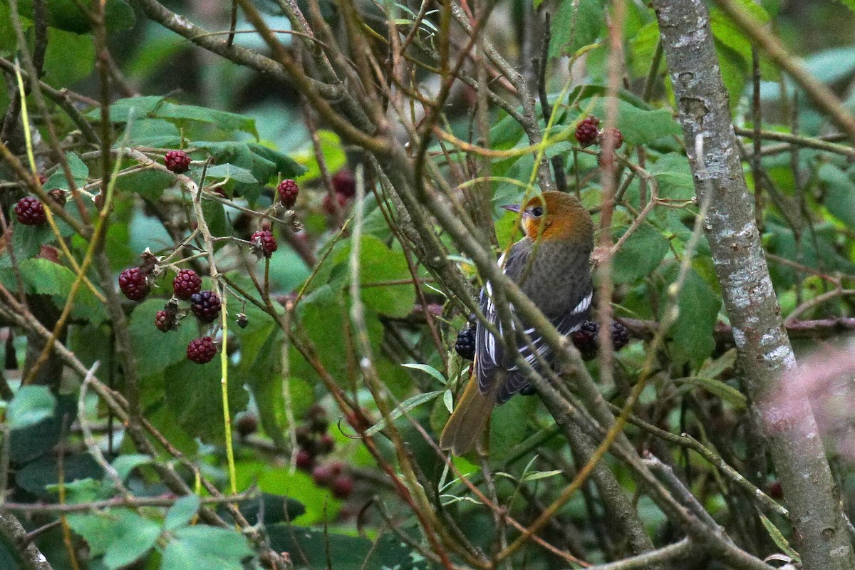 Baltimore Oriole - ML609209532