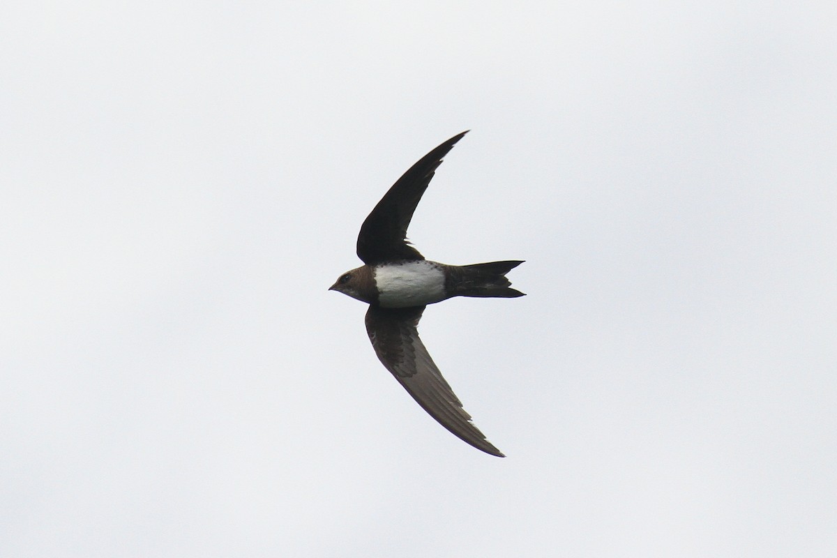 Alpine Swift - ML609209576