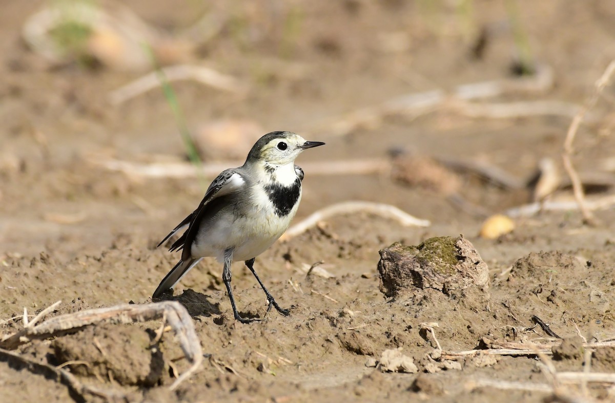 White Wagtail - ML609209659