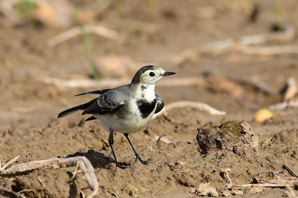 White Wagtail - ML609209664