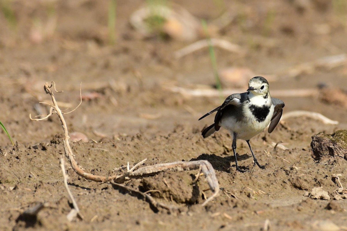 White Wagtail - ML609209667