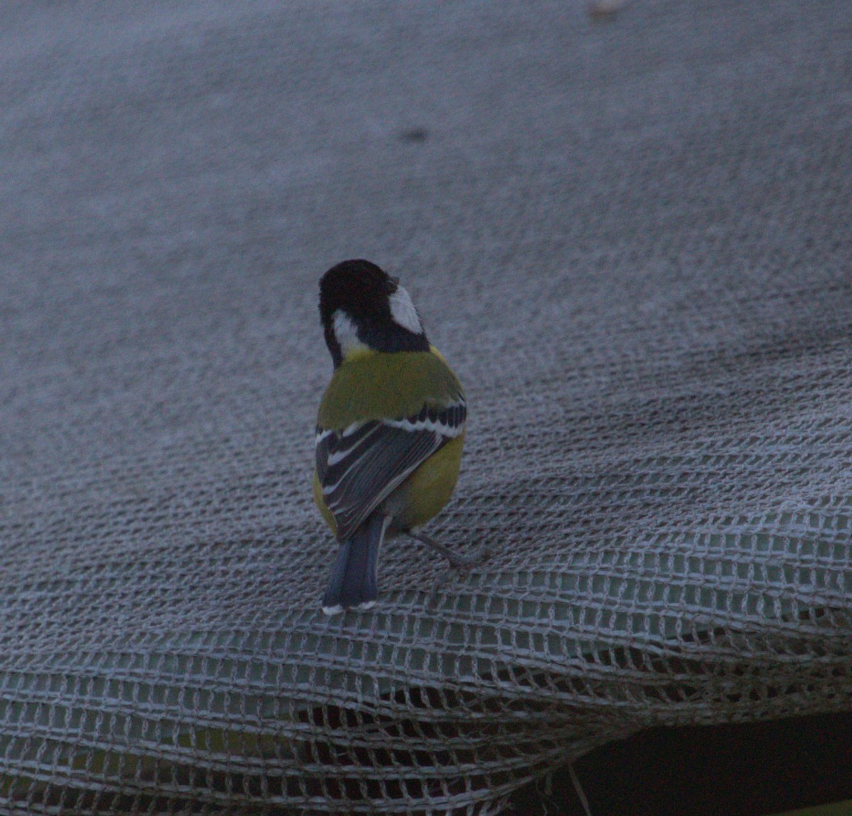 Green-backed Tit - ML609209777