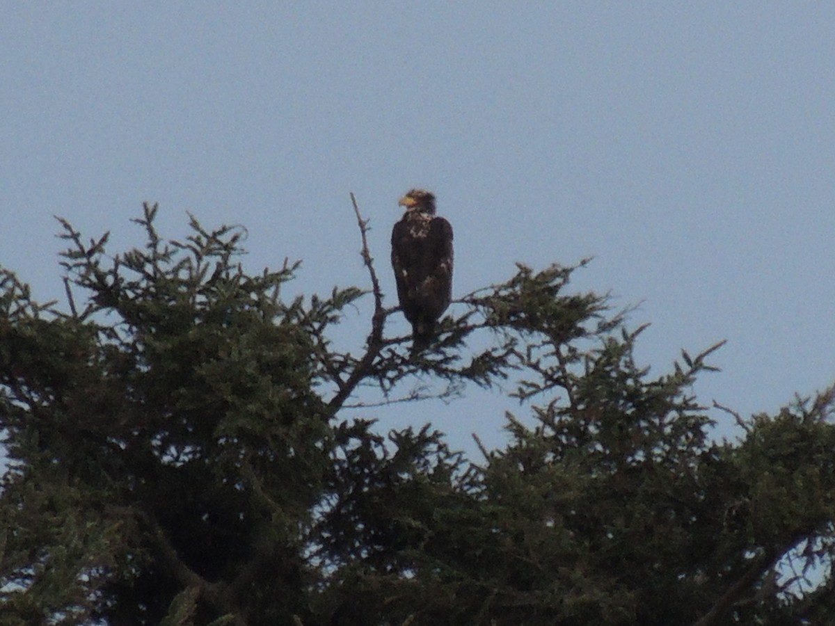 Bald Eagle - ML609209788