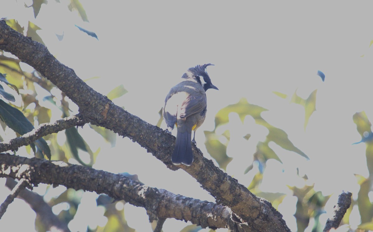 Bulbul Cariblanco - ML609209800