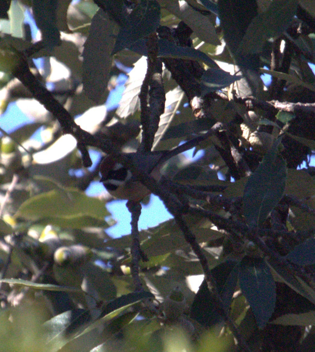 Black-throated Tit - ML609209818